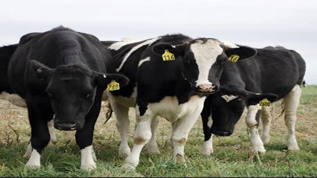 <p>15 months of age 60% of mature weight.</p>
<p>500kg cow should be 300kg at 15 months ( pre mating).</p>