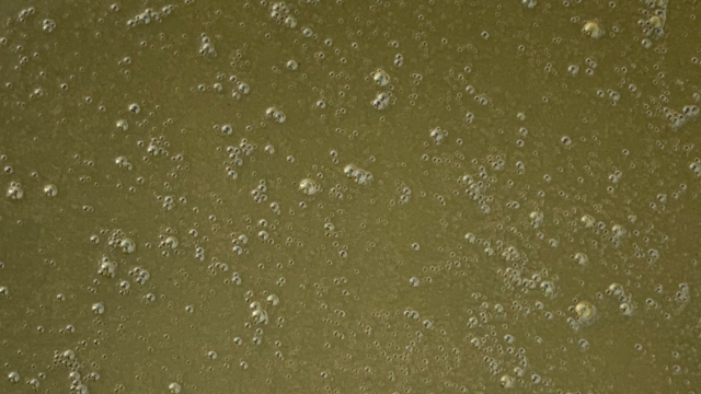<p>This is classic acidosis shit. Very runny and full of bubbles.</p>