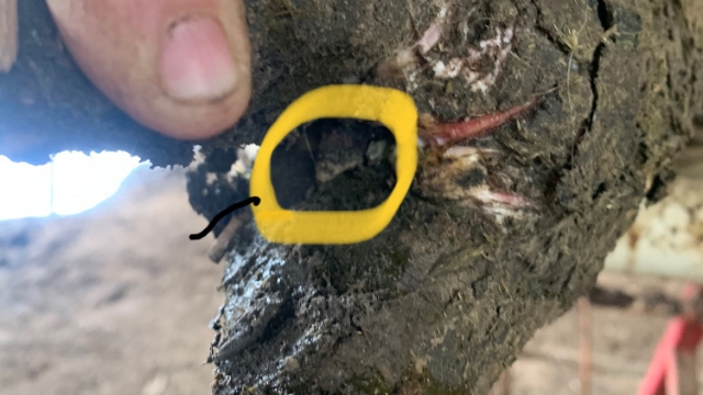 <p>A stone lodging between the claws and splitting the soft tissue allows bacteria to enter.</p>