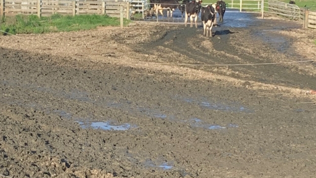 <p>This usually occurs a couple of days after wet weather.</p>