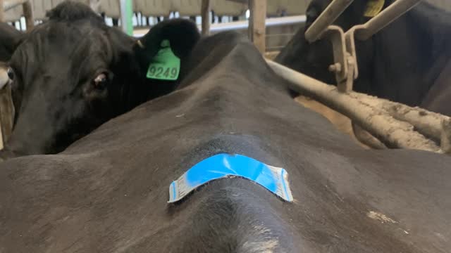 <p>The meat off the backbone is flat or curving up.</p>