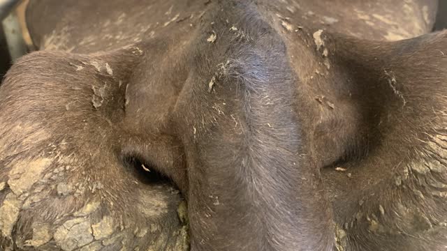 <p>The tail notch is quite sunken in both.</p>