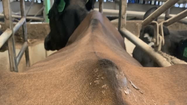 <p>The meat doesn’t curve down off the backbone and can sometimes curve upwards.</p>