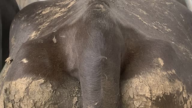 <p>BCS 5 cows have only got a slightly sunken tail notch.</p>