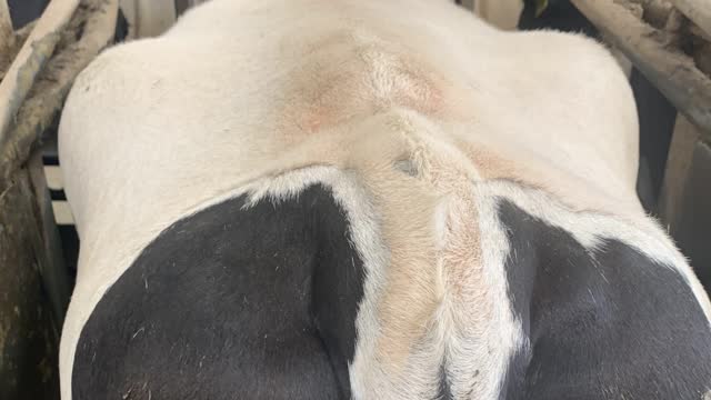 <p>BCS 6 cows are bulging fat everywhere!</p>