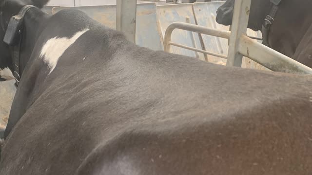 <p>In a BCS 4.5 the short ribs aren’t protruding and the backbone isn’t bumpy. But you still see the meat curving downwards off the backbone.</p>
