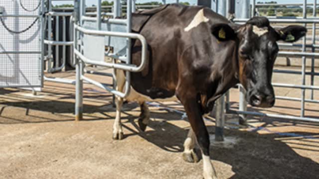 <p>THEY MUST EITHER BE DRAFTED AND MILKED LAST AFTER CLEAN COWS.
OR RUN IN A SEPARATE HERD.
OR CUPS CLEANED AND DISINFECTED AFTER MILKING THEM.</p>