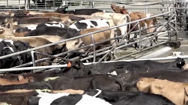 <p>One of the key areas to prevent lameness ( white line disease ) is to ensure everyone knows how to <a href="https://knowby.show/8fdffdfc-5cfb-4aa3-87d7-66b37fbfae69">use a backing gate correctly</a>.</p>