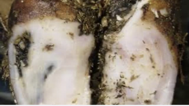 <p><a href="https://knowby.show/bbd39a28-7d94-4915-aa58-248d2ddeb406">White line</a> is the most common lameness we see in pasture based dairy farming.</p>
