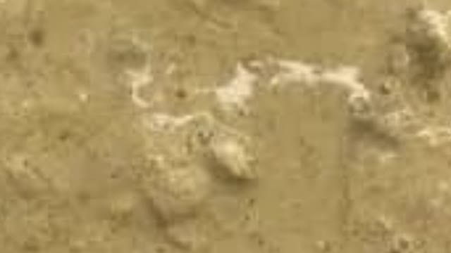 <p>Crypto
Protozoa
5-35 days</p>