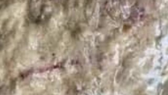 <p>Clostridium
5 - 30 days
Often just dead without much scour.</p>