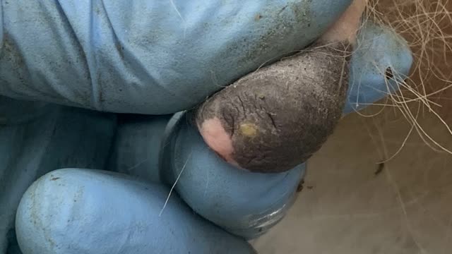 <p>You may need to rub scab off the end of the teat canal.</p>