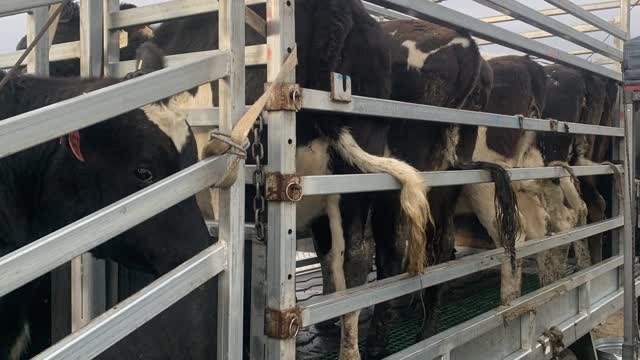 <p>I think they are best done in a teatseal trailer like this by a trained team.
The risk of untrained staff getting kicked is high.
An alternative is to sedate them with a veterinarian.</p>