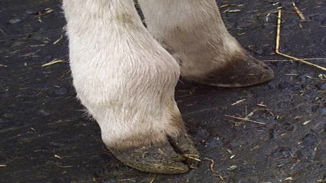 <p>This usually occurs under a week of age and is due to infection entering from the naval cord.</p>