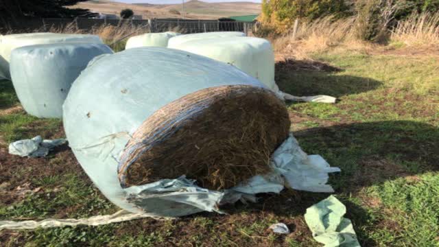 <p>Cut the wrap off the second bale you will carry like this.</p>