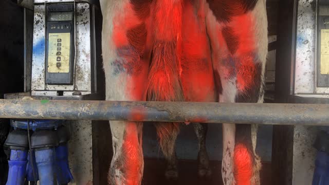 <p>Make sure you paint the cow so her milk doesn’t end up in the vat. Record her number against your records.</p>