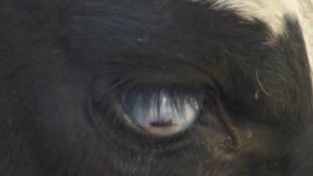 <p>They cannot be blind in both eyes.</p>