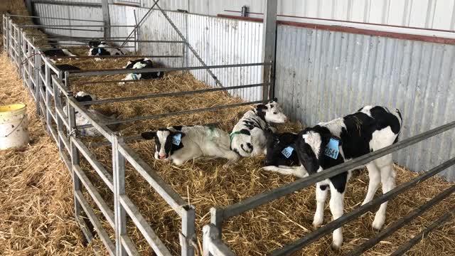 <p>Calves will need to be <a href="https://knowby.show/9ef3c7be-eb0a-4fd7-8c78-a7c81a7bca84">Taught to drink on feeders</a>.</p>