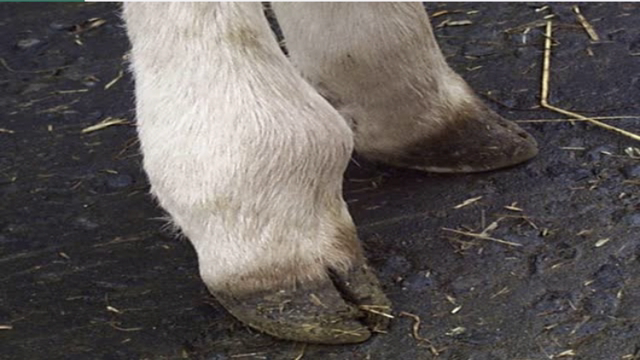 <p>Calves will still get sick even with the best of systems. <a href="https://knowby.show/9acb6b87-d2c1-46ce-86e9-b9999121a857">Joint ill</a> is one of these due to poor navel hygiene.</p>