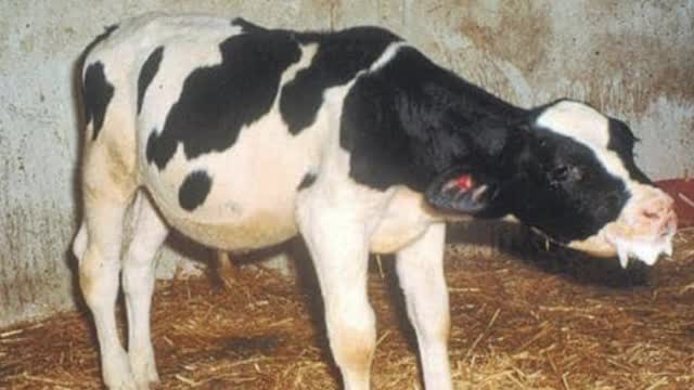 <p><a href="https://knowby.show/7f9d8d43-4b76-4407-81e8-fa8b2dc04953">Pneumonia</a> can also be an issue.</p>