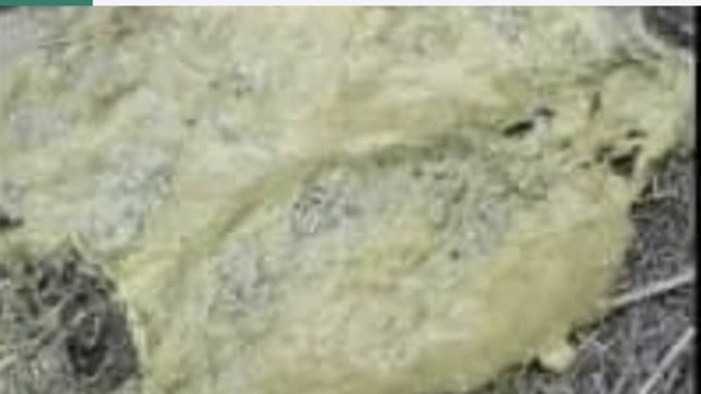 <p><a href="https://knowby.show/8c20ba4d-ea48-49ff-8f50-897319cb6cf9">Scours</a> are a big risk for calves and sometime this can involve <a href="https://knowby.show/728372ce-15f1-4576-99ba-b8bd79587e1c">Blood scours</a>.</p>
