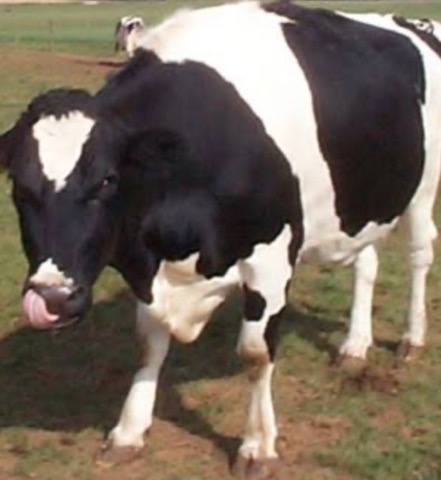 <p>But adult healthy cows develop resistance to fluke in endemic situations.</p>