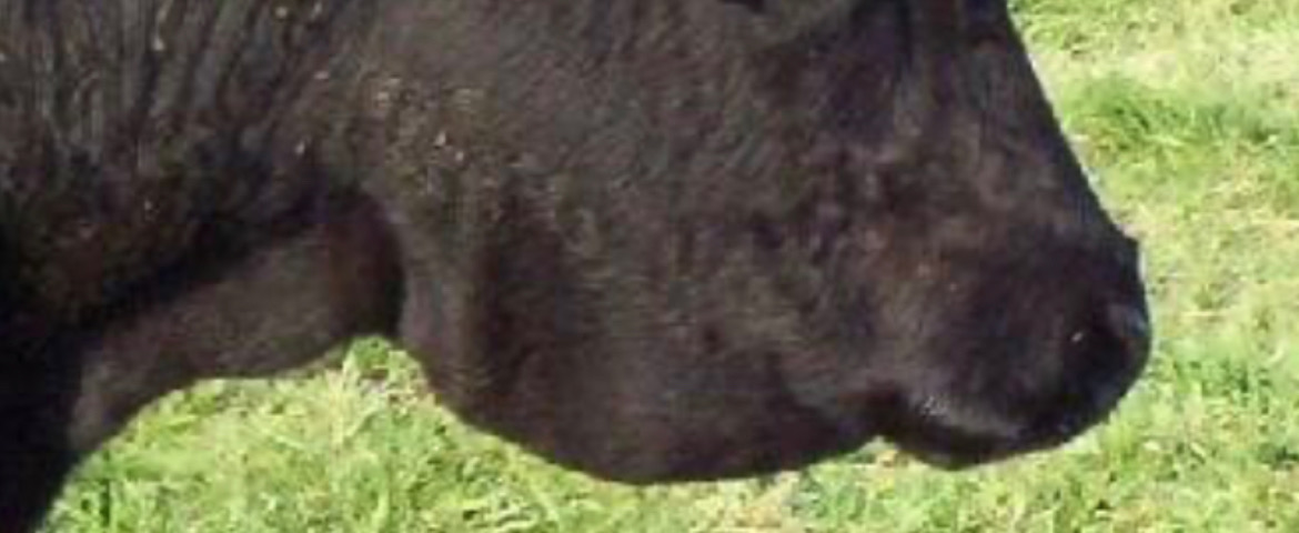 <p>Severe liver fluke symptoms look very similar to Johnes.</p>