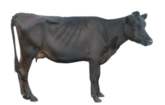 <ol start="2">
<li>Thin cows in the autumn leading into dry off may be effected by fluke and a nil milk with hold drench may have a positive effect.</li>
</ol>