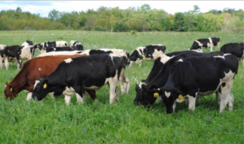<p>On endemic farms if young stock are reared off farm they will be at real risk when they join the herd.
Close monitoring and drenching will be required to get them through until they develop resistant.</p>