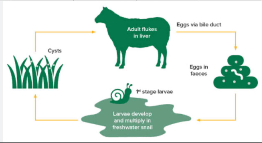 <p>Fluke cycle through certain types of freshwater snail.
If these snails aren’t present on a property fluke can’t get established.</p>