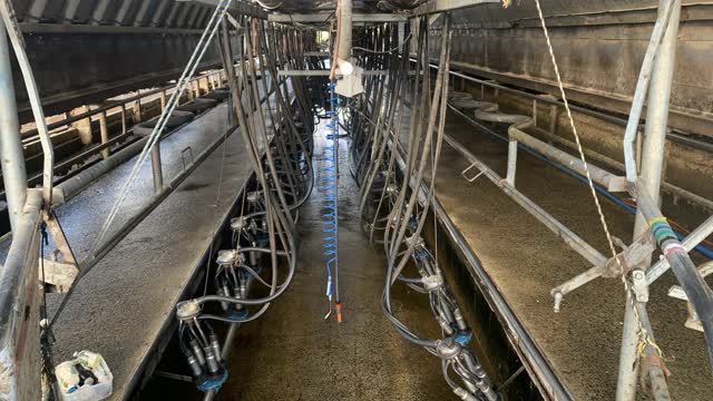 <p>A <strong>Herringbone Shed</strong> has a <strong>Row</strong> on either side of a <strong>Pit</strong> where the person milking the cows stands.</p>