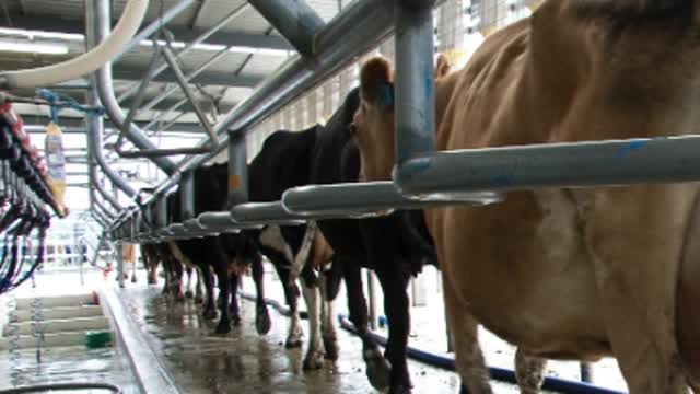<p>In a herringbone shed cows get <strong>Rowed Up</strong>. This is encouraging them to move into the row next to the other cows before you milk them.</p>