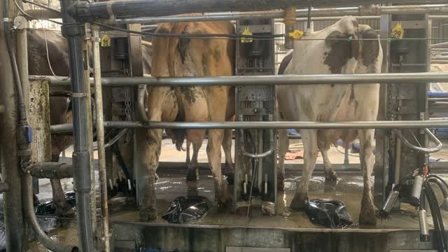 <p>Cupping Up is performed at <strong>Cups On</strong> in a rotary cow shed, which is immediately after the cow gets on the platform.</p>