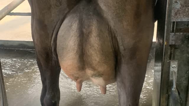 <p>The <strong>Udder</strong> is where milk is made in the cow.</p>