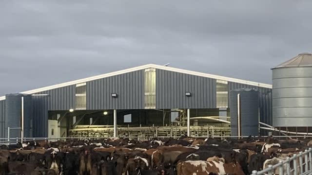 <p><strong>Cow Shed</strong> or <strong>Dairy</strong> is where the cows get milked.</p>
