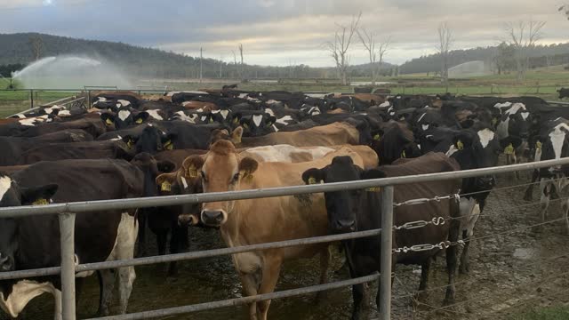 <p>The <strong>Yard</strong> is where the cows stand before they enter the cow shed to get milked.</p>