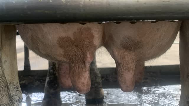 <p>The <strong>Teats</strong> are where the milk comes out of the udder. There are 4 teats; each teat comes out of 1 <strong>Quarter</strong> of the udder.</p>