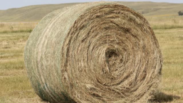 <p>Ad lib access to hay / straw to springers is important so they aren’t hungry as this is a massive stress to them. BUT do an energy diet as they want fed to 100% of requirements not over fed.</p><p>This equates to around 90-100mjME for a good crossbred cow in the right BCS.</p><p></p><p>Getting this right pre calving has a big impact on how quickly cows recover and return to good rumination rates post calving.</p>