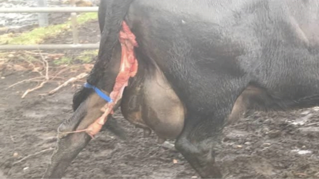 <p>Some cows will have <a href="https://knowby.show/408cd9df-4589-4799-a8ca-7668fcc71a9c">Retained membranes</a></p>