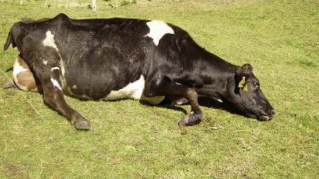 <p>You will have to deal with <a href="https://knowby.show/2a547305-9532-4041-9f92-12f4aaff1ada">Down cows</a></p>