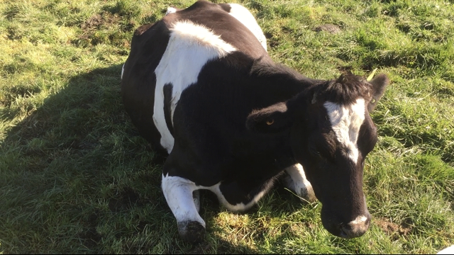 <p><a href="https://knowby.show/3116cadc-081f-4866-8a2c-be20b1a99f40">Milk fever</a></p>