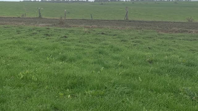 <p>Access to 2-4 kg grass depending on milk fever incidence. Again keeping the same feed in the diet for consistency.</p>