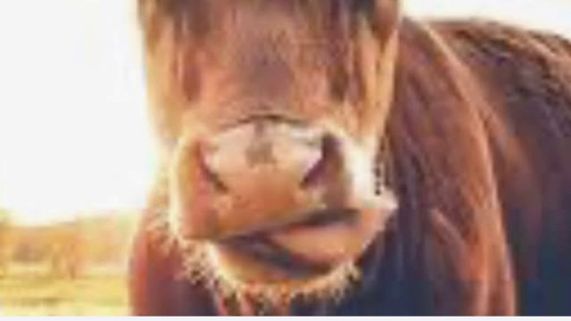 <p>Some cows will develop <a href="https://knowby.show/db44bd53-0962-484f-a758-f84c2125f8ab">Magnesium staggers</a></p>