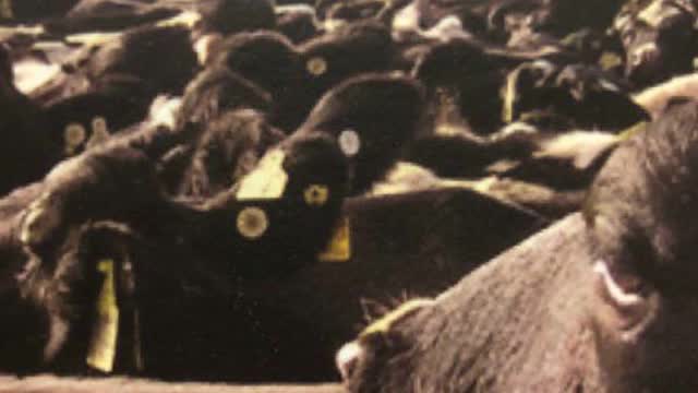 <p>It occurs when cows are under pressure and try to escape.
This can be caused by overcrowding on the yard or BACKING GATES being driven too hard.
Cows have their heads up in this situation on the yard.</p>