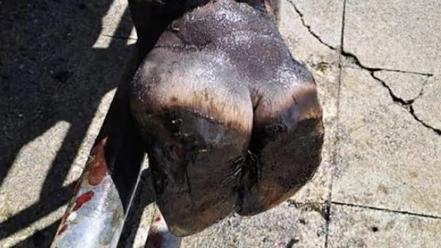 <p>Sometimes the line will track inwards to the joint instead of blowing out at the top of the wall.
This is very difficult to treat and often results in amputation or culling as antibiotics can't actually get into a joint due to lack of blood supply.</p>