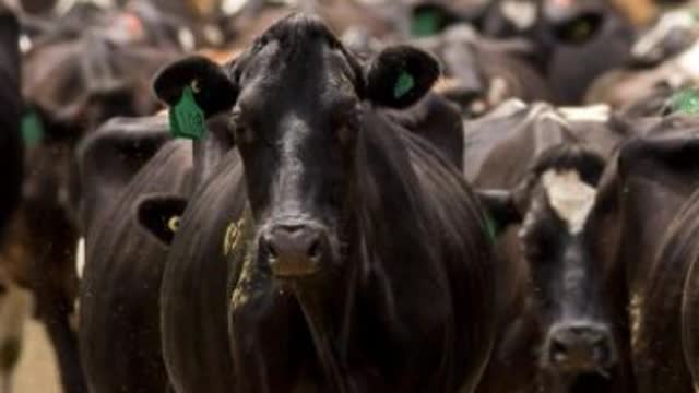 <p>PATIENCE.
Cows see the world differently to us.</p>

