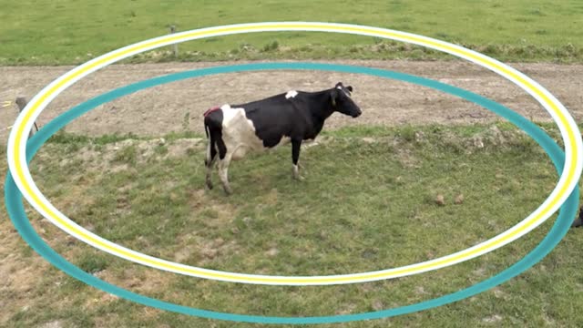 <p>All cows have a flight zone.
This is an area around them that they will feel uncomfortable if you enter it and they will move away.
We use entering the flight zone to create pressure to move cows.</p>
