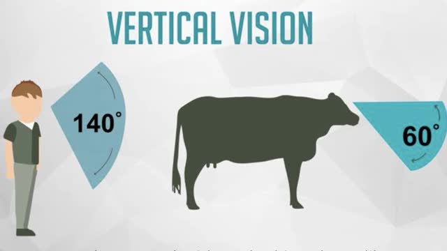 <p>And they can't see the ground below them without moving their head to face the ground.
IF YOU FORCE COWS THEIR HEADS COME UP AND THEY CAN'T SEE WHERE THEIR FEET ARE GOING. This leads to stress for them and is a major cause of lameness.</p>
