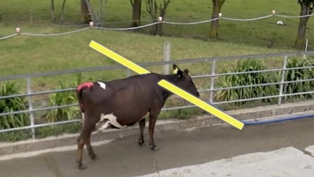 <p>POSITION.
We talk about the cows point of balance.
This is an imaginary line through the cows shoulders like this.
If you get in front of this she will turn and go back away from you.
If you are behind it she will walk forward.</p>
