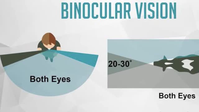 <p>But they can only see with both eyes a small zone in front of themselves.
YOU NEED TO ALLOW THEM TIME TO UNDERSTAND THEIR SURROUNDINGS ESPECIALLY WHEN SURFACES CHANGE. An example of this would be going from the laneway to the yard.</p>
